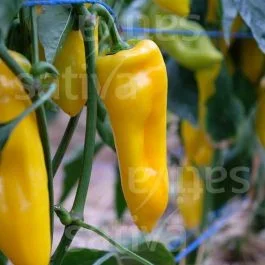 Oro – Paprika mild