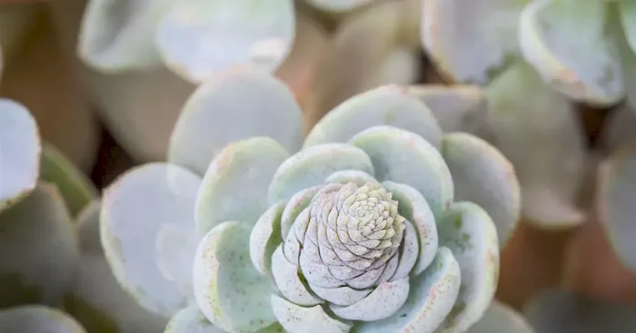 Orostachys iwar.Chinesische Narrenkappe