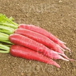 Ostergruß rosa 2 – Rettich