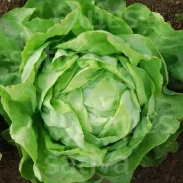 Ovation – Kopfsalat Freiland