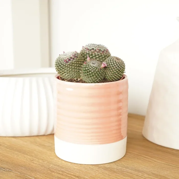 Owl Eye Cactus | Superfina