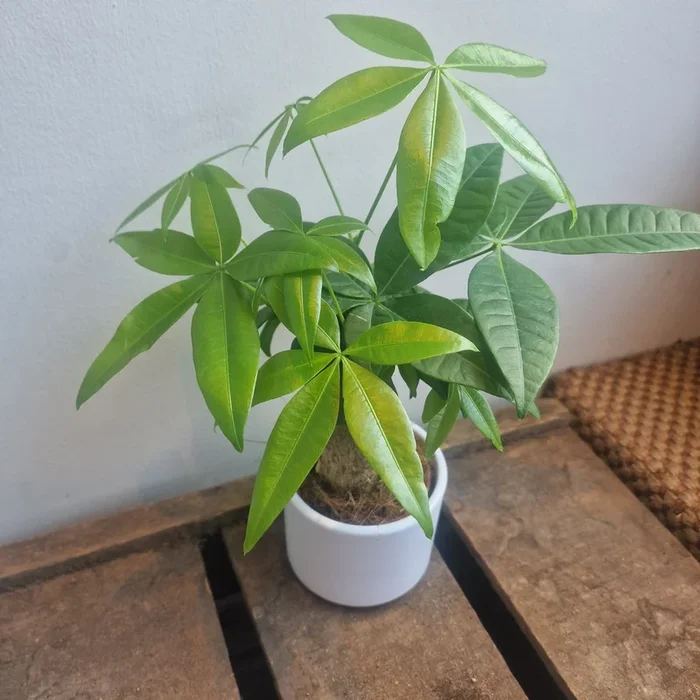Pachira Aquatica (Geldboom)