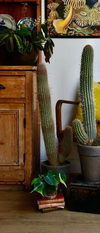 Pachycereus Cactus var.