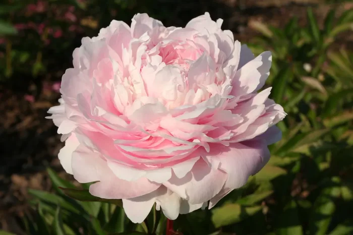 Paeonia lactiflora ‚Albert Crousse‘ (Staudenpfingstrose)