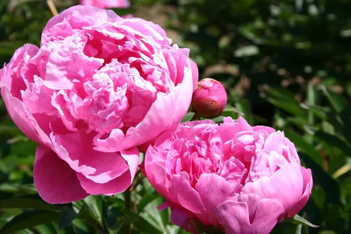 Paeonia lactiflora ‚Dr Alexander Fleming‘ (Garten-Pfingstrose)