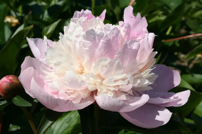 Paeonia lactiflora ‚Jeanne d’Arc‘ (Staudenpfingstrose)