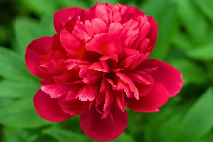 Paeonia lactiflora ‚Lorelei‘ (Staudenpfingstrose)