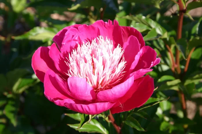 Paeonia lactiflora ‚White Cap‘ (Staudenpfingstrose)