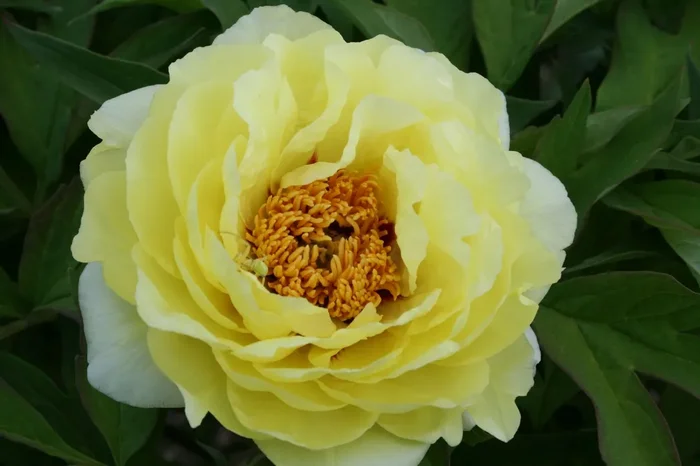 Paeonia Lutea-Hybr. ‚High Noon‘ (Strauchpfingstrose)