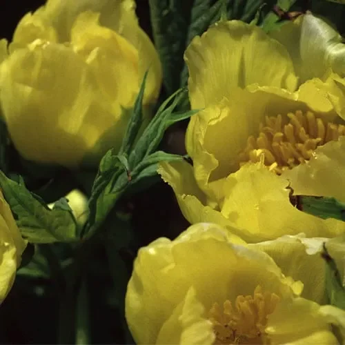 Paeonia Lutea Ssp. Ludlowii
