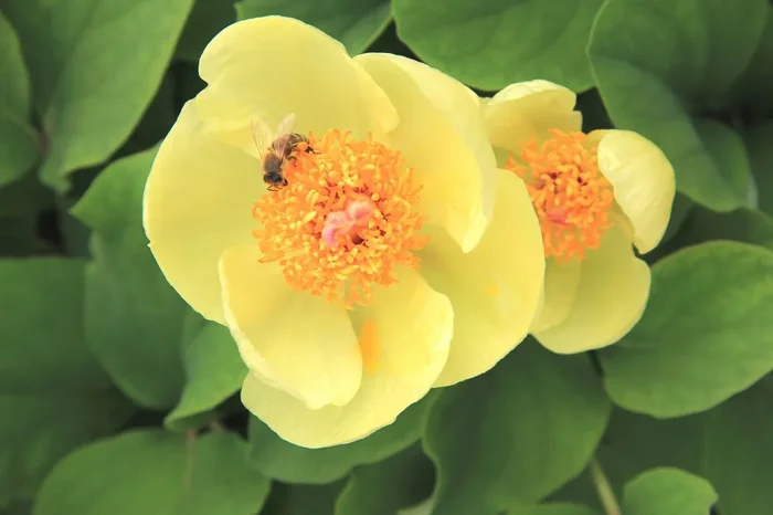 Paeonia mlokosewitschii (Gelbblühende Kaukasus-Pfingstrose)