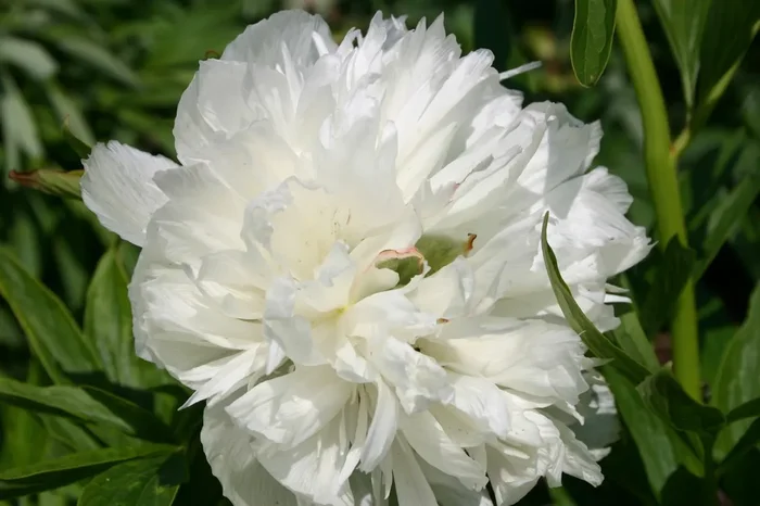 Paeonia officinalis ‚Alba Plena‘ (Bauerngarten-Pfingstrose)