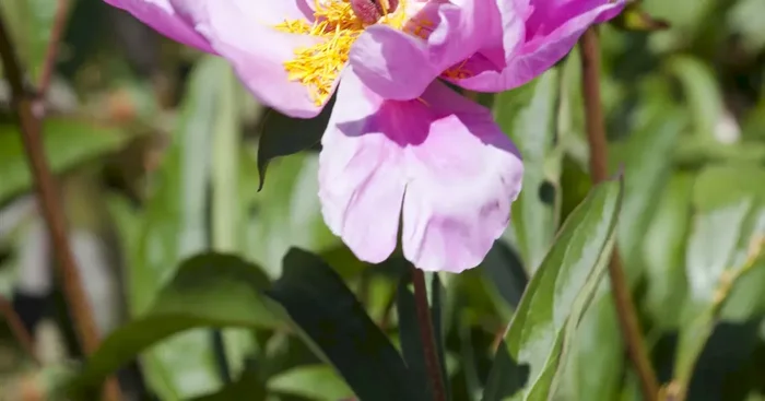 Paeonia officinalis