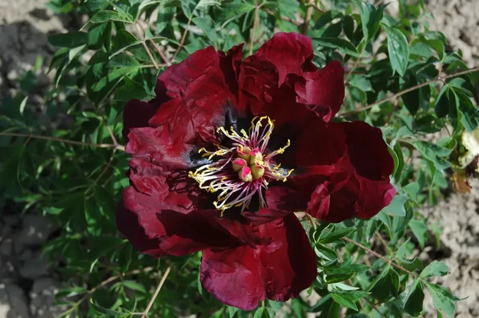 Paeonia rockii ‚Ye Guang Bei‘ (Strauchpfingstrose ‚Leuchtendes Glas in der Nacht‘)