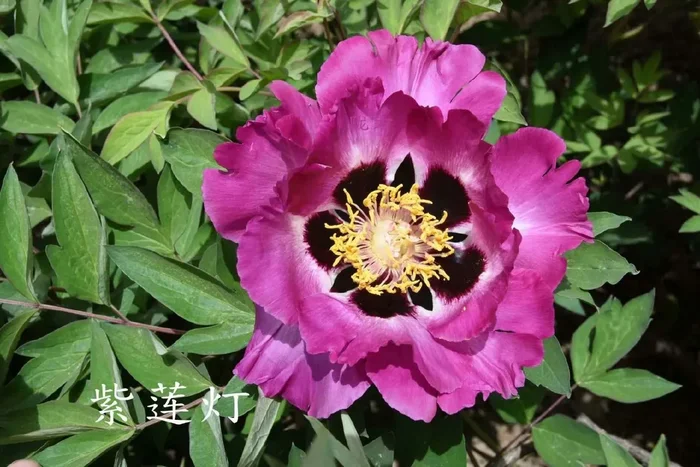 Paeonia rockii ‚Zi Lian Deng‘ (Strauchpfingstrose ‚Leuchten des Purpurlotus‘)