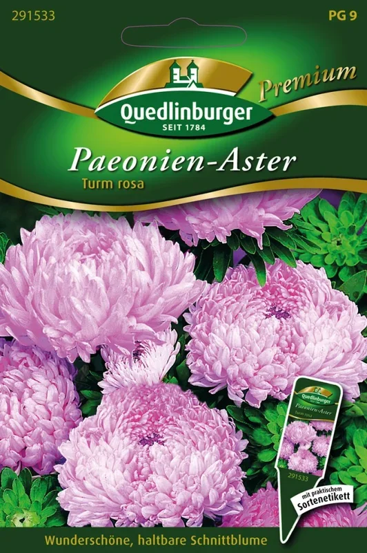 Paeonien-Astern Turm rosa von Quedlinburger Saatgut