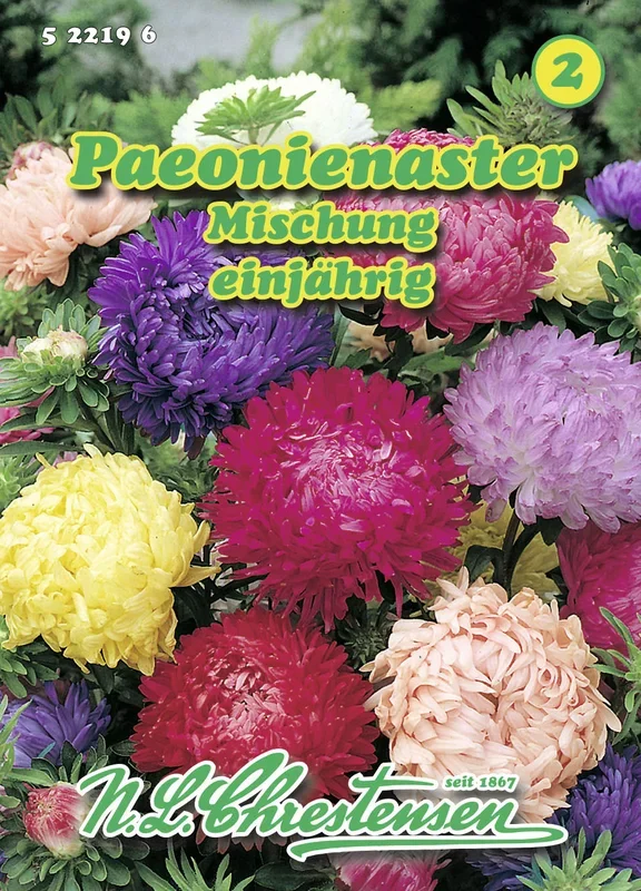 Paeonienaster Mischung