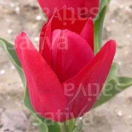 Pallada – Triumph Tulpe