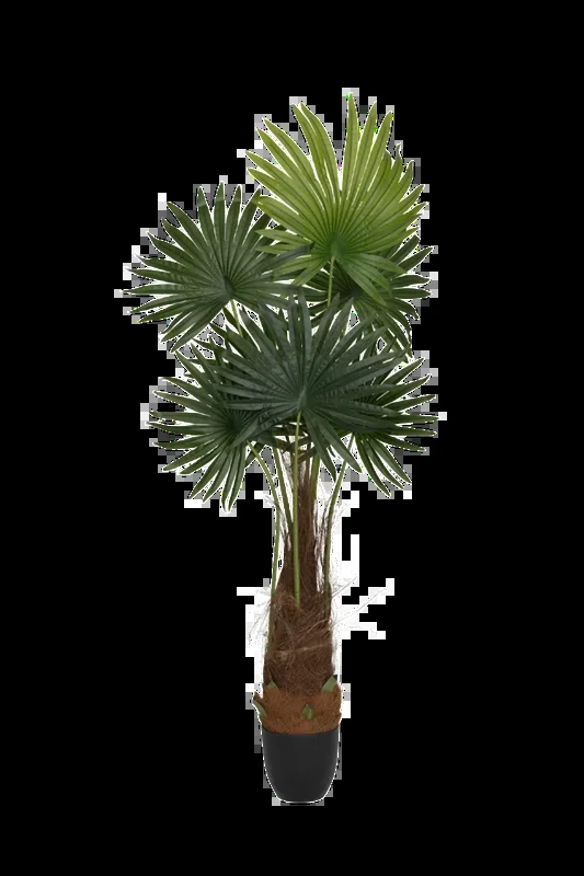Palme Künstlich H: 220cm