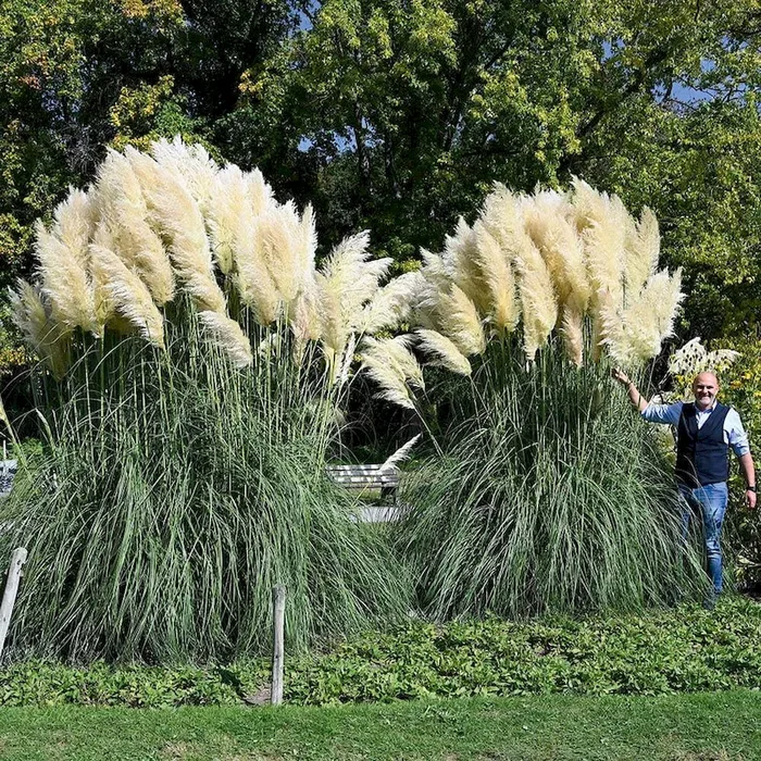 Pampasgras ‚Silber‘ Cortaderia selloana „Senior“ – Bestellnummer 1140018