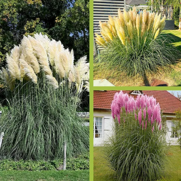 Pampasgras Set (Silber, Rosea, Evita) im Sparangebot Cortaderia selloana – Bestellnummer 1170100