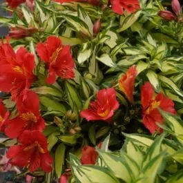 Panaschierte Inkalilie (Alstroemeria) Little Miss Zoë