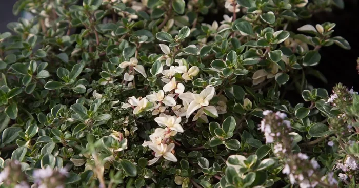 Panaschierter Feld-Thymian ‚Foxley‘