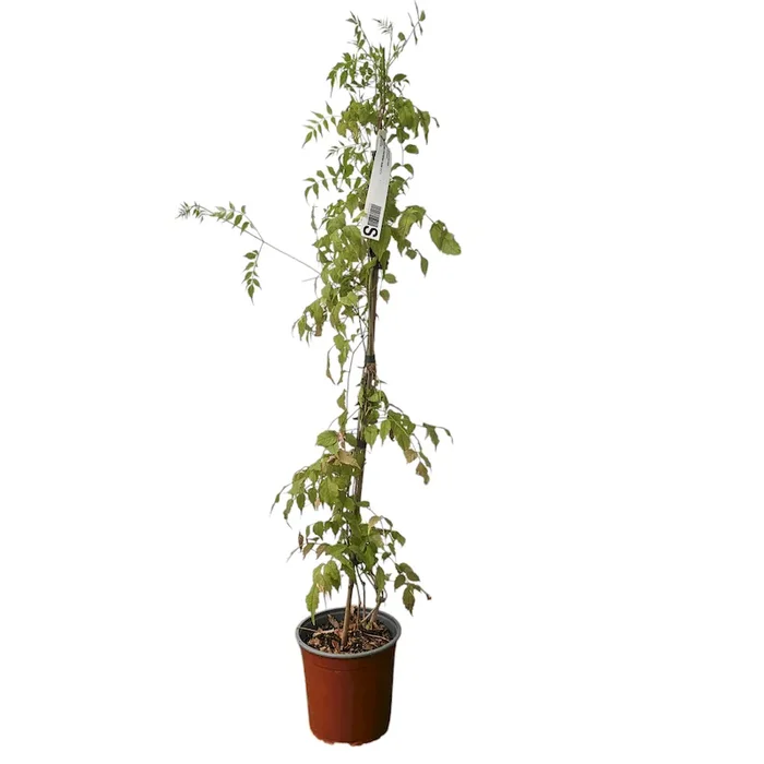Pandorea Bignonia Rosea 2 anni 80 cm in fiore