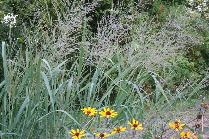 Panicum virgatum ‚Dallas Blues‘ (Rutenhirse)