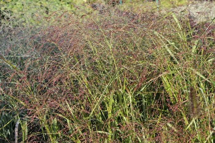Panicum virgatum ‚Warrior‘ (Ruten-Hirse)