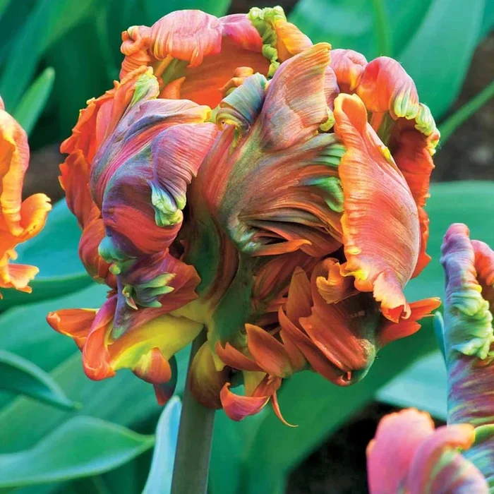 Papagei Tulpen Blumex (x6)