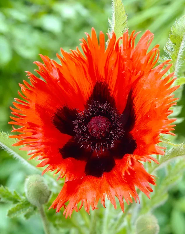 Papaver Curlilocks (Orientalischer Mohn)