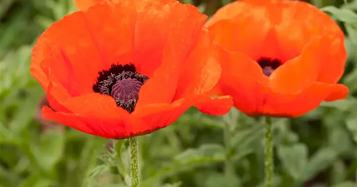 Papaver orient. Tuerkenlouis