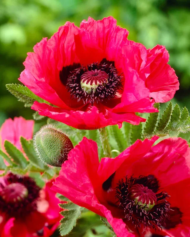 Papaver Watermelon (Orientalischer Mohn)