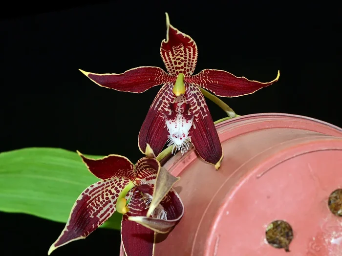 Paphinia cristata