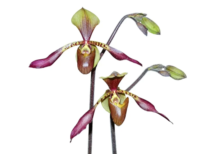 Paphiopedilum lowii (9 cm Topf)