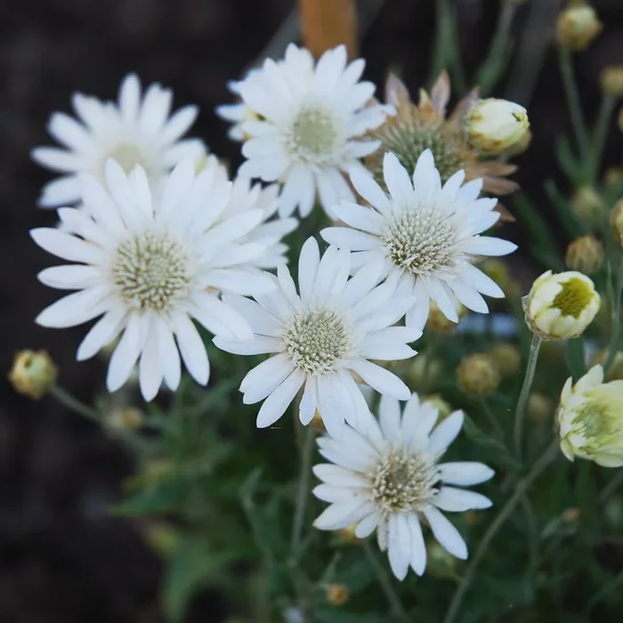 Papierblume Alba
