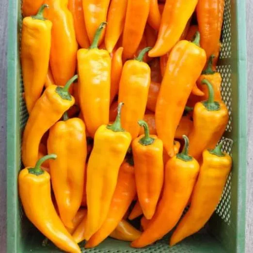 PaprikaKasaya