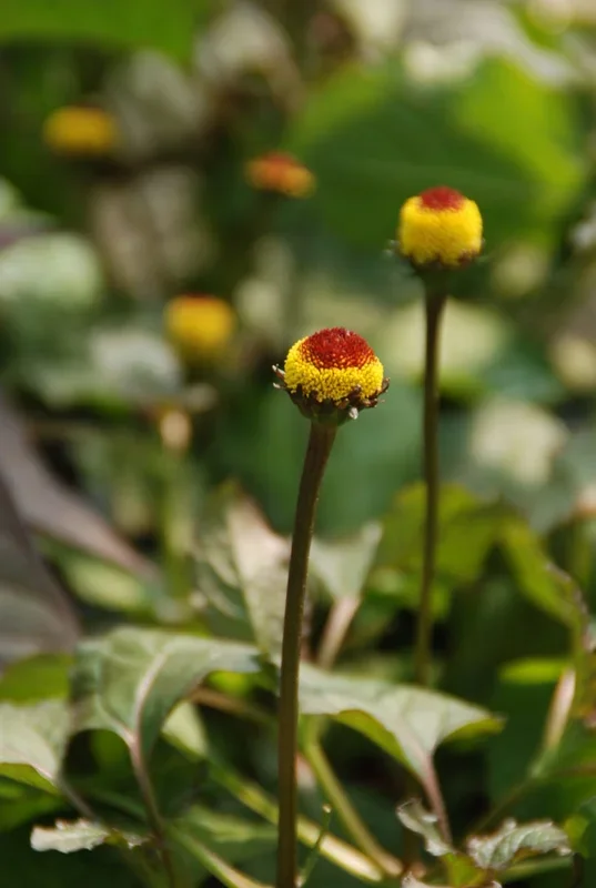 Parakresse – Spilanthes oleracea