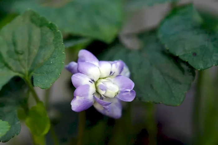Parma-Veilchen, Viola suavis ‚Duchesse de Parme‘