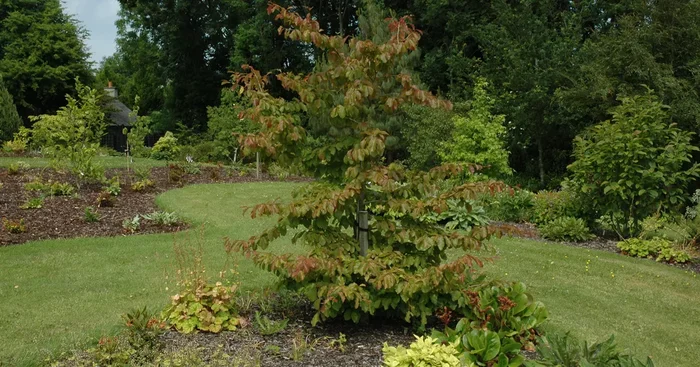 Parrotia persica