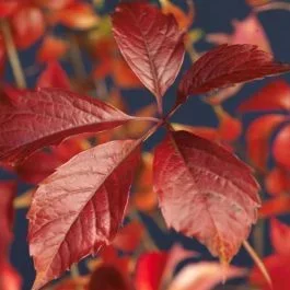 Partenocissus Engelmannii