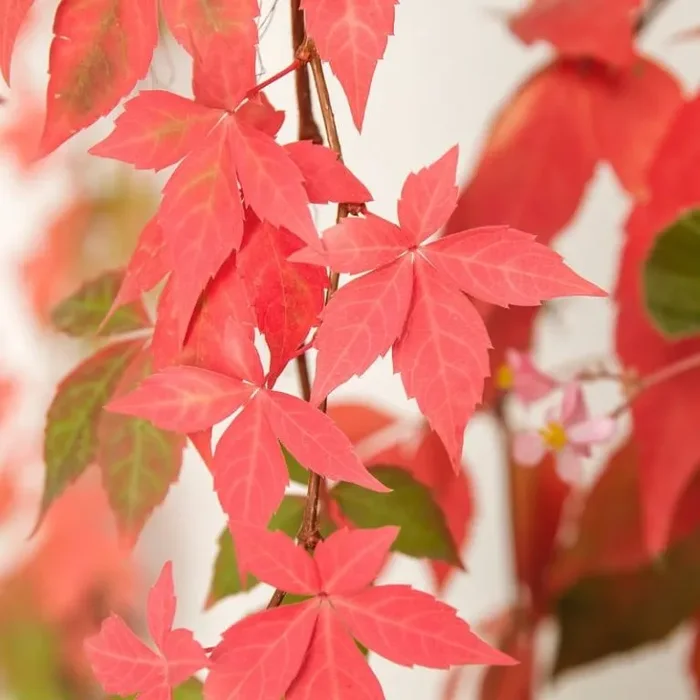 Parthenocissus quincefolia Engelmanii – Selbstkletternde Jungfernrebe