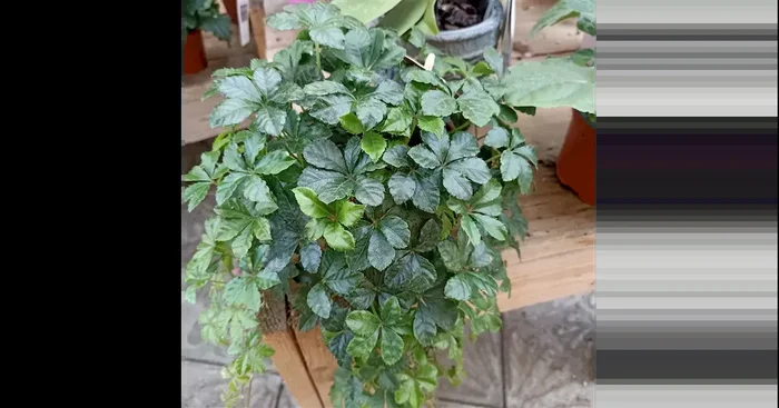 Parthenocissus striata