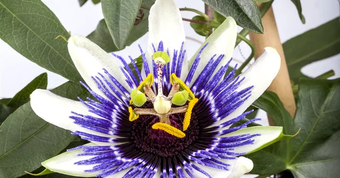 Passiflora caerulea${2}