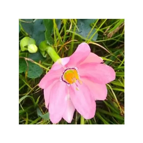 Passiflora Coactilis