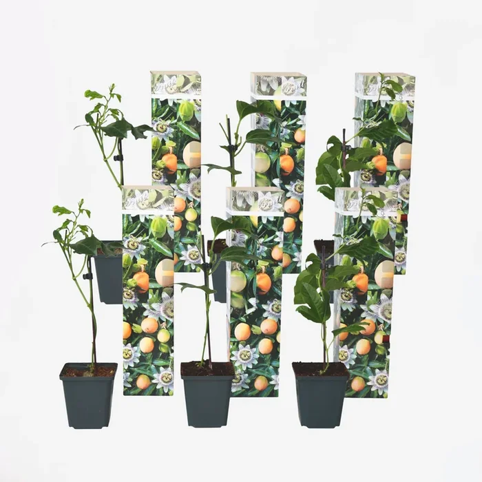 Passiflora Edulis climbing plant – Set of 6 – Passion flower