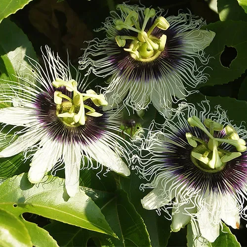 Passiflora Edulis Var. Flavicarpa