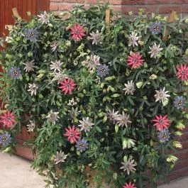 Passionsblume tricolor