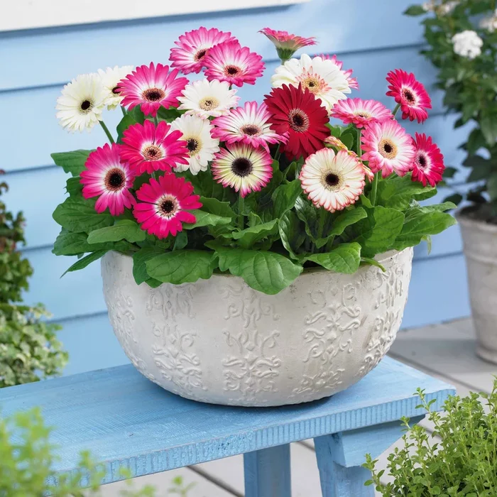 Pastellfarbene Gerbera (x4)